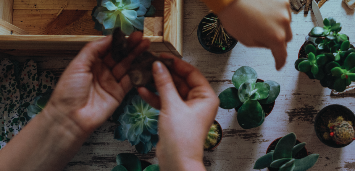 Succulent Terrarium Building